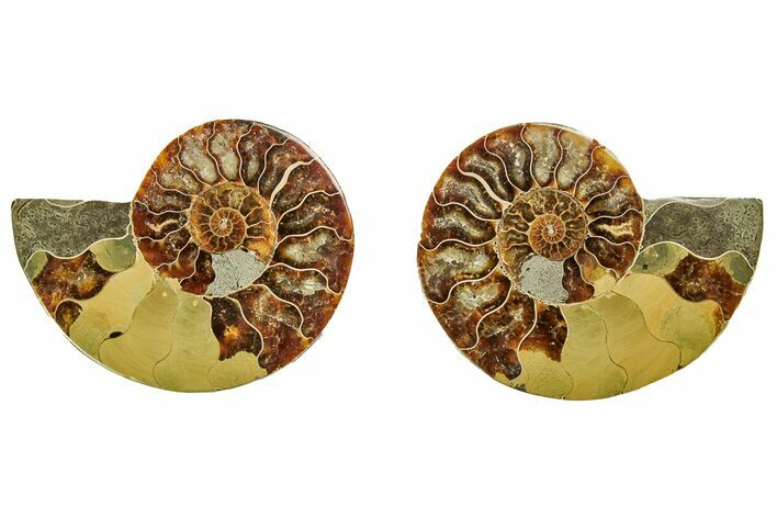 Cut & Polished, Agatized Ammonite Fossil - Madagascar #191604